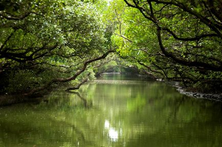 Amazon - természeti csoda a világon, érdekes tények, egy egyedülálló helyen, lenyűgöző és gyönyörű fotók
