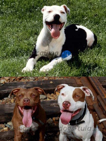 American Pit Bull Terrier - hű társa és bátor harcos - a kutyák Tula