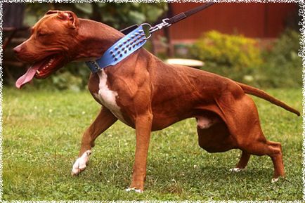 American Pit Bull Terrier - hű társa és bátor harcos - a kutyák Tula
