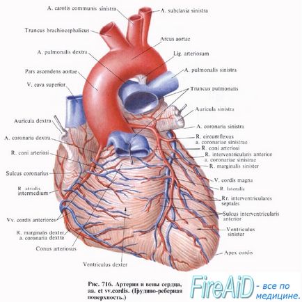 Anatómiája vérellátása a szív