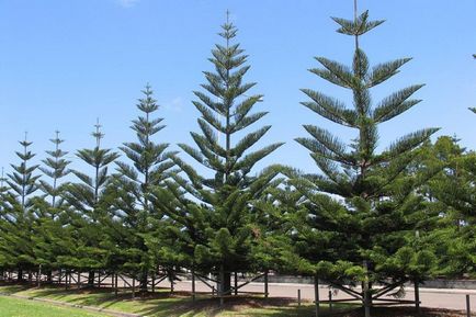 Araucaria fotók és fajok, tenyésztési és ápolási otthon