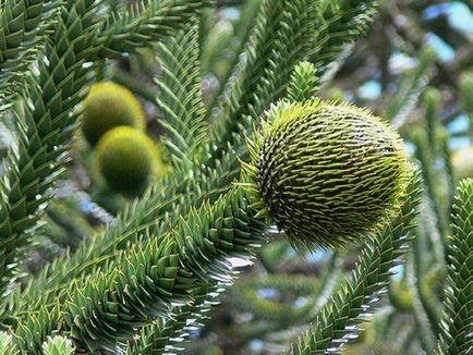 Araucaria fotók és fajok, tenyésztési és ápolási otthon