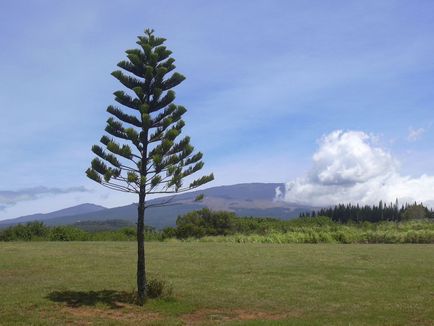 Araucaria fotók és fajok, tenyésztési és ápolási otthon