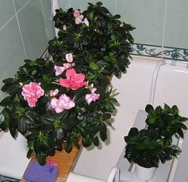 Azalea transzplantáció