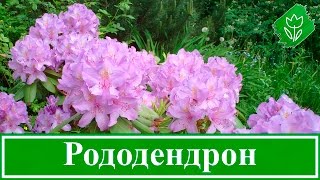 Azaliya Sadovaya termesztés és karbantartás, fotók, faj