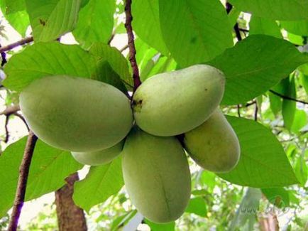 A papaya termesztése és gondozása növények szabadföldi