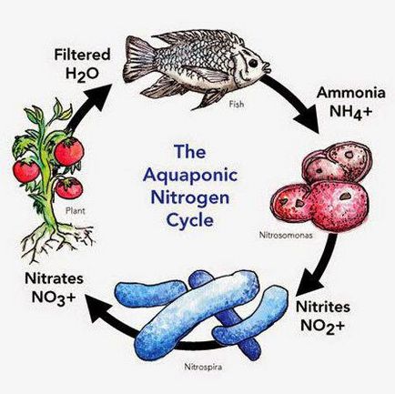 nitrifikáló baktériumok