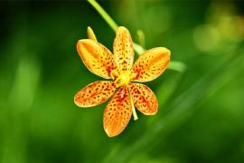 Iris domestica termesztés és gondozás