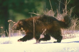 Biztonság a karéliai erdőkben rozsomák, a jávorszarvas és a vaddisznó - egy értelmes napi