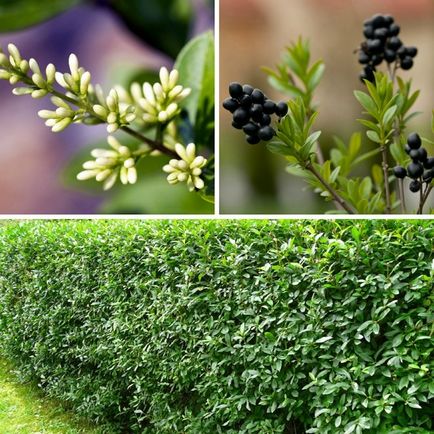 Ligustrum vulgare - fit jellemzői, a gondozás és a tenyésztés, a virágágyás ()