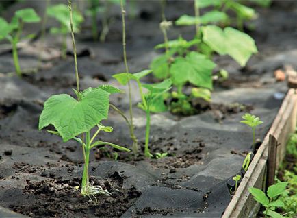 Szerencsés nap ültetés uborka, holdnaptár, és a nemzeti jelek (kedvező) Szerencsés nap ültetés uborka, holdnaptár, népi előjelek