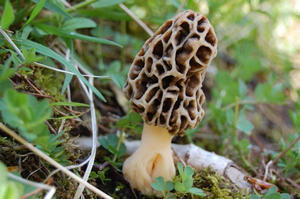 Edények Morel mit lehet tenni Morel gomba, gomba helyszínen