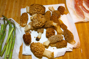 Edények kucsmagomba, mit lehet tenni a Morel gomba, gomba helyén (lehetséges) Edények Morel mit lehet tenni Morel gomba, gomba helyszínen