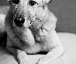 Szív betegség a kutyák (tünetek és kezelés)
