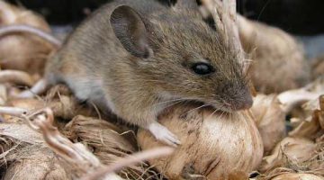 A harc az egereknek az ország népi jogorvoslati