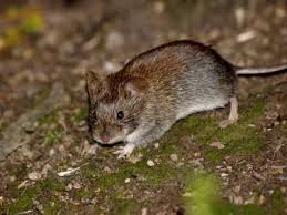 A harc az egereknek az ország népi jogorvoslati