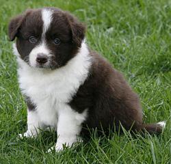 Border collie (border collie)