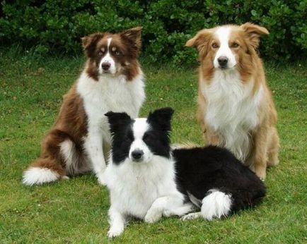 Border collie (border collie)