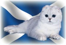 Британські кошенята продаж, купити шотландського кошеняти, британські кошенята ціни, продаж шотландських