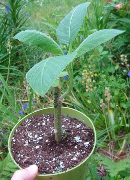 Brugmansia - ellátás az otthoni, posvdka és egyre növekvő magról növények, a talaj,