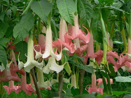 Brugmansia - ellátás az otthoni, posvdka és egyre növekvő magról növények, a talaj,