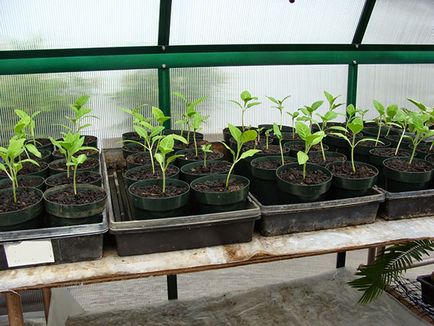 Brugmansia - ellátás az otthoni, posvdka és egyre növekvő magról növények, a talaj,