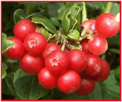 Cranberries hasznos tulajdonságai áfonya és használják a népi gyógyászatban