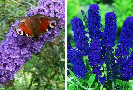 Buddleja ültetés és gondozás a nyílt terepen, különösen a termesztés