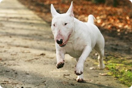 Bull terrier, bull terrier fotó