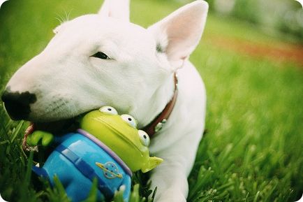 Bull terrier, bull terrier fotó