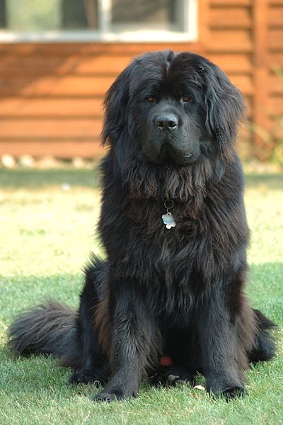 Camaya nagy kutya fajta nagy testű kutyák, nagy kutyák