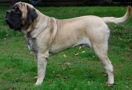 Camaya nagy kutya fajta nagy testű kutyák, nagy kutyák