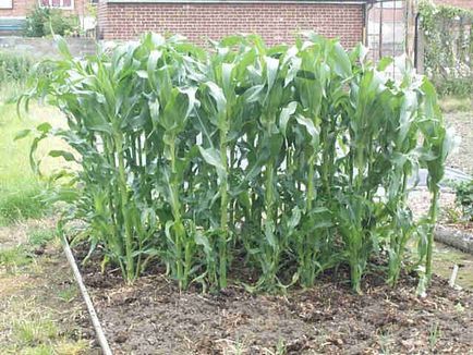Hány nappal az ültetés után a kukorica emelkedik