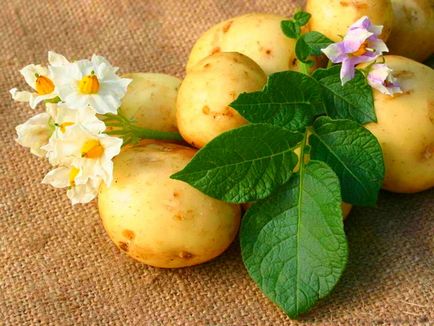 Через скільки днів сходить картопля після посадки - через скільки днів сходить - сад і город