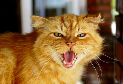 Mi a teendő, ha egy macska tulajdonosa bosszú