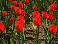 Mi köze a tulipánok júliusban, a kertben a virágok (kúria) (tulipán) Mi köze a tulipánok júliusban, a virágok a kertben (tanya)