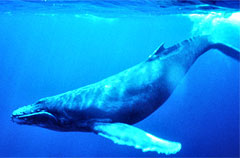 Mik a hasonlóságok között delfinek és bálnák