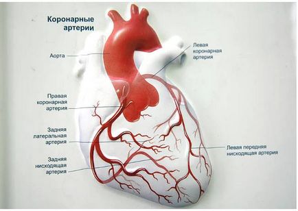 Mi a szív koszorúér-elégtelenség - tünetek és a kezelés az akut és krónikus formái