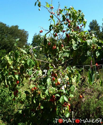 Tsifomandra (tamarilo) - paradicsom, fa termesztése és felhasználása - tomatomaniya