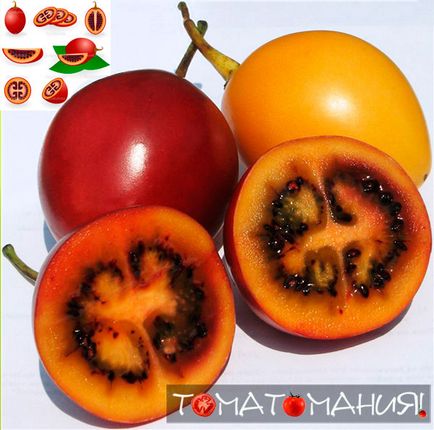 Tsifomandra (tamarilo) - paradicsom, fa termesztése és felhasználása - tomatomaniya
