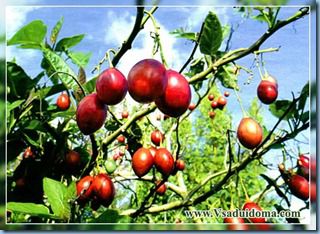 Tsifomandra (paradicsom fa Tamarillo) - fényképek és növekszik, a helyszínen a kertben, ház és a szoba (ültetés) Tsifomandra (paradicsom fa Tamarillo) - fényképek és növekszik, a helyszínen a kertben, ház és a szoba