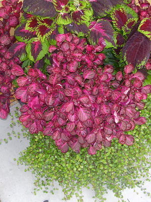 Növények és virágok bordó és lila levelek és fotók