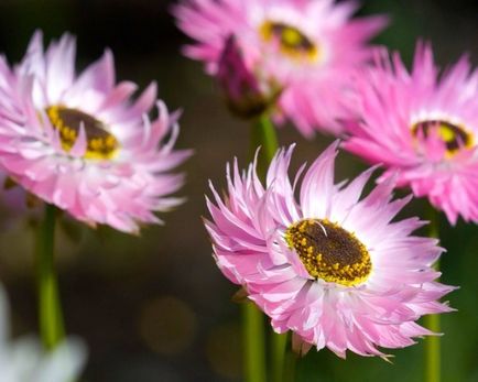 Virág, szárított virágok 20 legszebb növények és ötletek a dalok