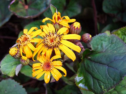 Ligularia Flower - ültetés és gondozás, fotó Ligularia, Ligularia nő a kertben magról;