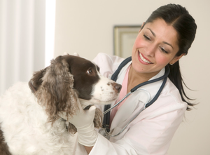 Akne, vagy szubkután atkák kutyák - Tünetek, megelőzése és kezelése