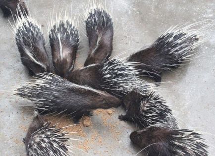 Sünök - gyönyörű képek és képek ezek tüskés rágcsálók (állat) Sünök - gyönyörű képek és képek ezek tüskés rágcsálók