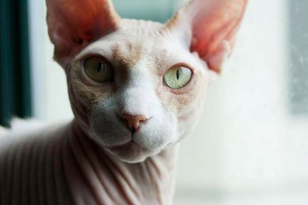Szfinx macska fotók, árak, a természet a fajta, leírás, videó