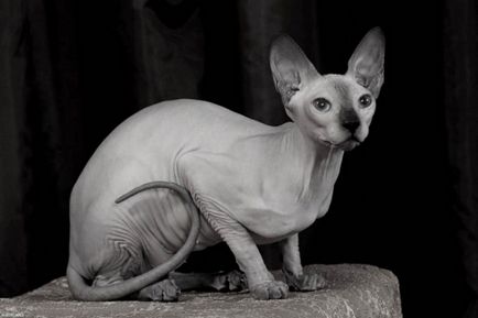 Szfinx macska fotók, árak, a természet a fajta, leírás, videó