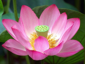 Lotus Növény enciklopédia