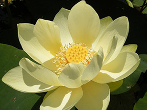 Lotus Növény enciklopédia